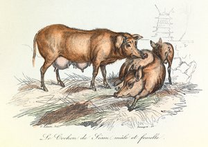 "Completes de Buffon" med Linneenes nomenklatur og Cuviers klassifikation: Les animaux: Le pig de Siam (gravering) af Unknown artist