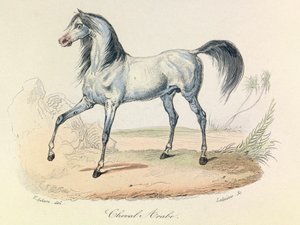 "Completes de Buffon" mit Linné