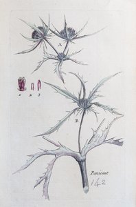 Landet Panicaut af Unknown artist