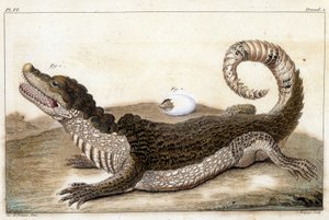 Crocodile of Surinam (Cayman) - i "" Hvad er mere interessant og nysgerrig blandt dyr og mineraler til at tjene som intelligens til den generelle historie om de tre naturherredømmer"" af Buchoz, sent 18. S.¿ af Unknown artist