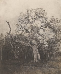 [Skævt træ med sparsomme blade] af Unknown artist