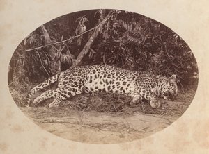 Død Leopard af Unknown artist