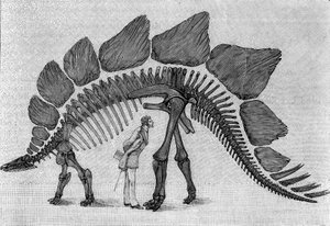 Dinosaurskelet: "" Stegosaurus ungulatus"", marts. Upper Jurassic of the Rocky Mountains. Gengivelse af tegningen meddelt af Mr. March til Albert Gaudry fra Instituttet. Indgravering i "" La Nature: revue des sciences et de leurs applications aux af Unknown artist