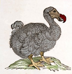 Dodo eller Dronte. Fugl forsvandt - i "On India both natural and medical"" af William Pison, Amsterdam af Unknown artist