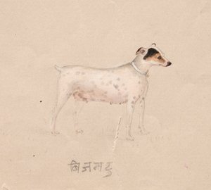 Hund af Unknown artist