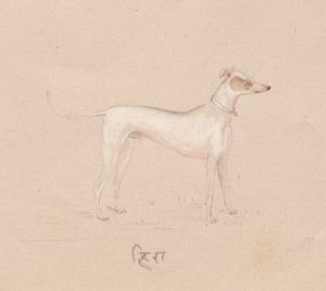 Hund af Unknown artist