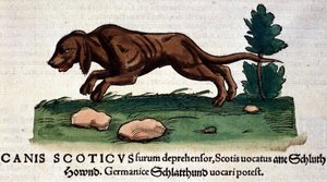 Hund fra Historia Animalium af Conrad Gesner, Tiguri 1560. Biblioteca nazionale Braidense. Milano af Unknown artist
