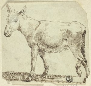 Æsel af Unknown artist