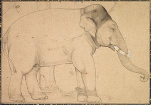 Tegning af en elefant af Unknown artist