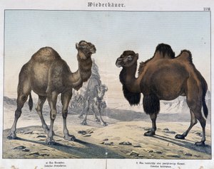 Dromedar og kamel - i "" Natural historier of pattedyr", red. Shreiber, München af Unknown artist