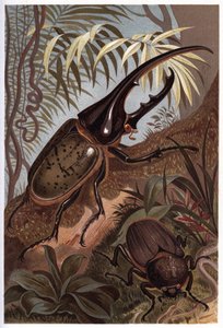 Dynastes hercules, scarabee næsehorn - Hercules billen af Unknown artist