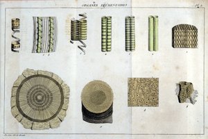 Elementære organer: i "" Flora Francoise, eller en kort beskrivelse af alle de planter, der vokser naturligt i Frankrig, arrangeret efter en ny analysemetode, hvortil vi knytter citatet om deres mindre tvetydige dyder inden for medicin og deres anvendeligh af Unknown artist