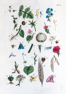 Elementær tabel over figurer og deres navne i Flora Parisiensis af Unknown artist