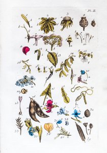 Elementær tabel over figurer og deres navne i Flora Parisiensis af Unknown artist