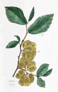 Elm (abalone, lille elm) af Unknown artist