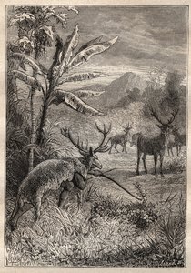 Ekspedition Jorden rundt (1785-1788) af Jean Francois Galaup de La Perouse (1741-1788): jagtteknik for indianerne i Monterey-bugten (Californien) - illustration fra "The Grands Mariners of the 18th century" af Unknown artist