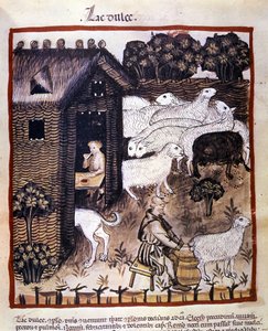 Landbrugsarbejde: malkning af får for at producere mælk og ost. Belysning fra malkning af medicin og diætetik "" Tacuinum sanitatis"" af Unknown artist
