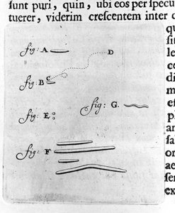 Første repræsentation af bakterier Beskrivelse af den hollandske handelsmand og videnskabsmand Antoine van Leeuwenhoek (eller Leeuvenhoek Leeuwenhoeck) (eller Antoni eller Anthonie) (1632-1723) efter en undersøgelse af bakterier i hans mund. Indgravering f af Unknown artist