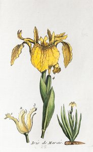 Flag af Unknown artist