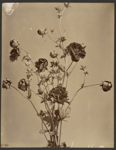 [Blomsterstudie]. af Unknown artist