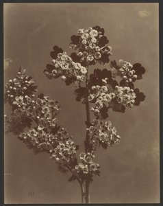 [Blomsterstudie med flere blomsterklaser]. af Unknown artist