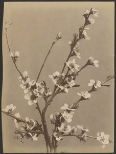 [Blomsterstudie med små hvide blomster]. af Unknown artist