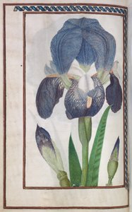 Florilegia af Unknown artist