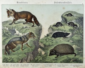 Ræv, sølvræv, spidsmus, muldvarp og pindsvin - i "" Naturhistorier om pattedyr", red. Schreiber af Unknown artist