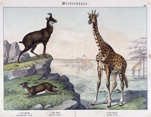 Giraf, gemser og gazelle - i "" Histoires naturelle des mammals"", red. Schreiber af Unknown artist