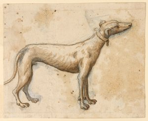Greyhound af Unknown artist