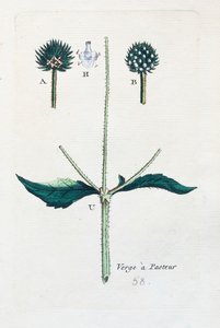 Behåret teasel af Unknown artist