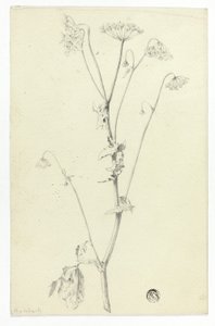 Hemlock af Unknown artist