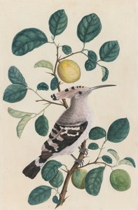 Hoopoe på en citrustrægren af Unknown artist
