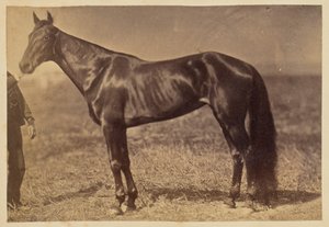 [Hest på en mark] af Unknown artist
