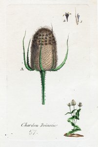 Hosier-tidsel af Unknown artist