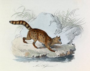 Illustration fra bogen "Buffons samlede værker": Les Quadrupedes: La fossane (gravering) af Unknown artist