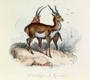 Illustration fra bogen "Buffons samlede værker": Les Quadrupedes: L