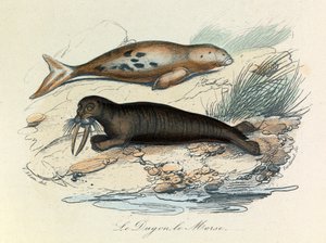 Illustration fra bogen "Buffons samlede værker": Les Quadrupedes: Le dugon et le walrus (gravering) af Unknown artist