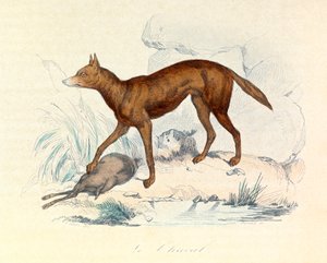 Illustration fra bogen "Buffons samlede værker": Les Quadrupedes: Sjakalen (gravering) af Unknown artist