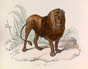 Illustration fra bogen "Buffons samlede værker": Les Quadrupedes: Le lion (gravering) af Unknown artist