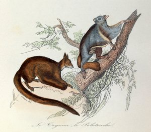 Illustration fra bogen "Buffons samlede værker": Les Quadrupedes: Le taguan et le polatouche (kobberstik) af Unknown artist