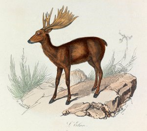 Illustration fra bogen "Buffons samlede værker": Les Quadrupedes: L