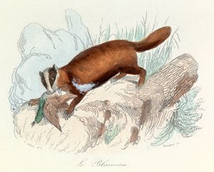 Illustration fra bogen "Buffons samlede værker": Les animaux: Grævlingen (kobberstik) af Unknown artist