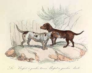 Illustration fra bogen "Buffons samlede værker": Les animaux: Le basset a torso legs et le basset a straight legs (kobberstik) af Unknown artist