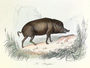 Illustration fra bogen "Buffons samlede værker": Les animaux: Vildsvinet (kobberstik) af Unknown artist
