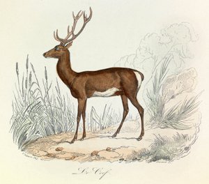 Illustration fra bogen "Buffons samlede værker": Les animaux: Le cerf (gravering) af Unknown artist