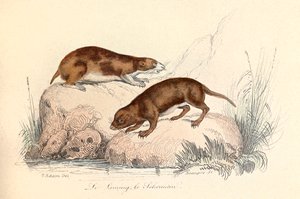 Illustration fra bogen "Buffons samlede værker": Les animaux: Le leming et le scherman (kobberstik) af Unknown artist