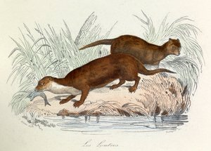 Illustration fra bogen "Buffons samlede værker": Les animaux: Les ottres (gravering) af Unknown artist