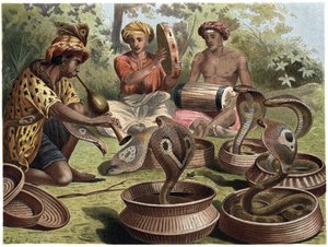 Indian Cobra - Den indiske kobra af Unknown artist