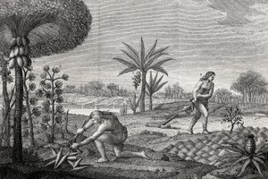 Indfødte arbejder på jorden i Orenoque-bassinet i Colombia. Stik 1780 af Unknown artist